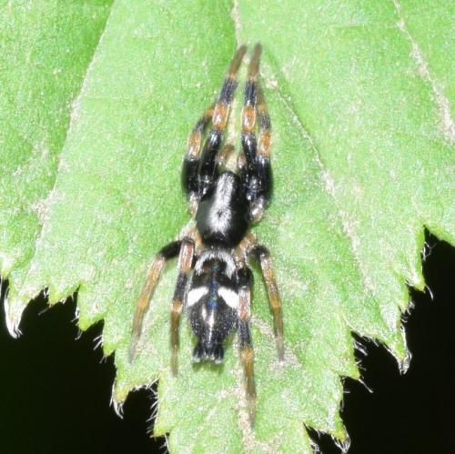 Kishidaia conspicua